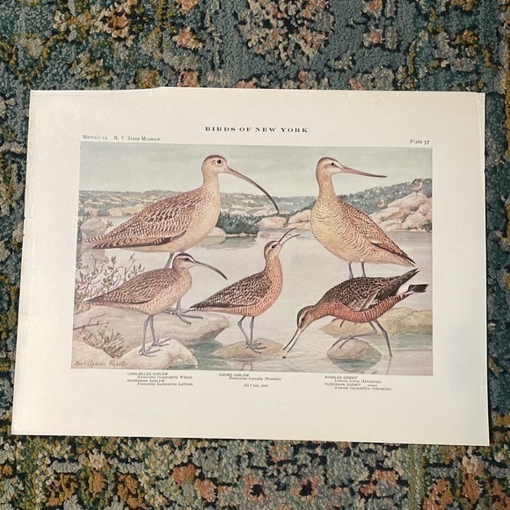 🖤5/$25 Antique Ornithological Bird Print Original